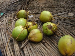 Manglore - Nariyals(Coconuts)